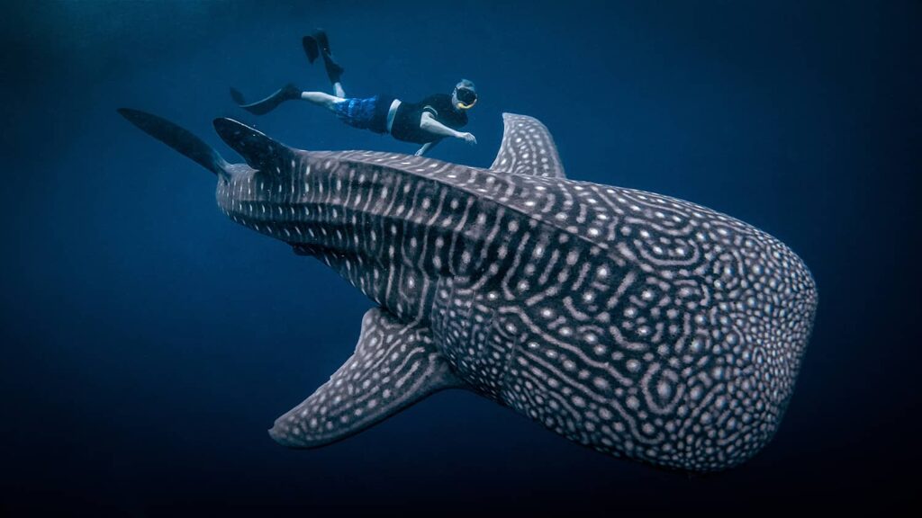 Whale Shark Myths and Facts: What You Need to Know Before Your Trip to Saleh Bay