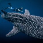 Whale Shark Myths and Facts: What You Need to Know Before Your Trip to Saleh Bay