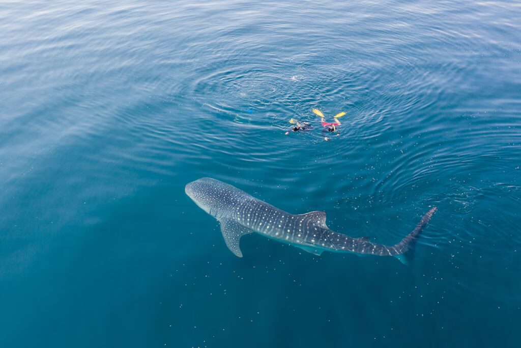 Dive into Adventure: The Ultimate Whale Shark Tour Sumbawa Experience