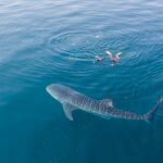 Dive into Adventure: The Ultimate Whale Shark Tour Sumbawa Experience