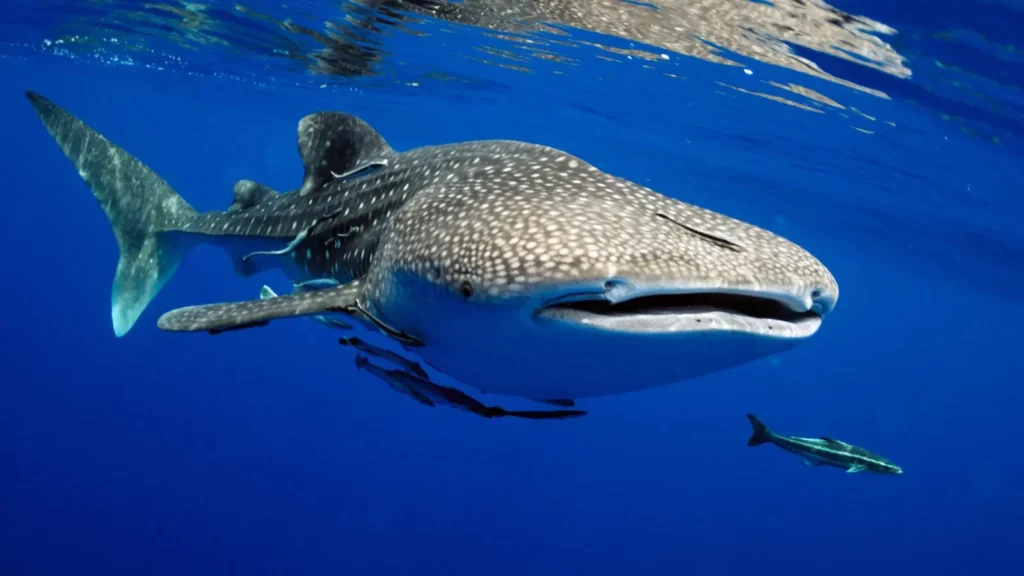 Saleh Bay Whale Shark Tour: Swim with the Gentle Giants of Sumbawa