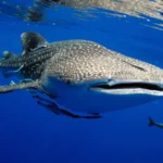 Saleh Bay Whale Shark Tour: Swim with the Gentle Giants of Sumbawa