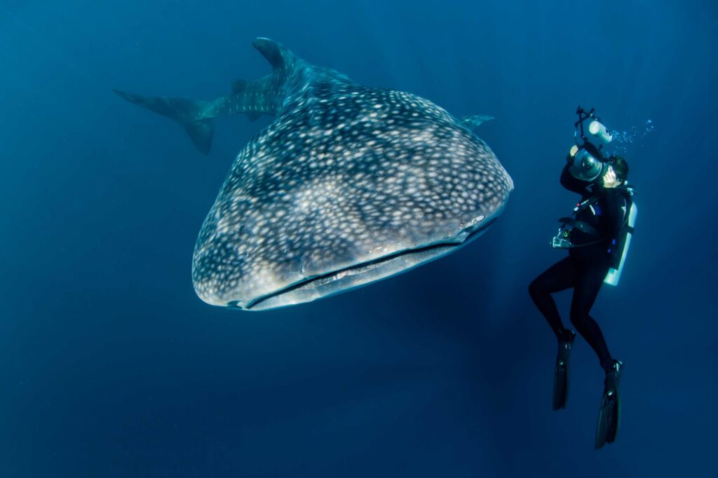 Sumbawa Whale Shark Tour: Swim with Gentle Giants in Indonesia’s Hidden Paradise
