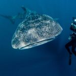 Sumbawa Whale Shark Tour: Swim with Gentle Giants in Indonesia’s Hidden Paradise