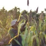 Kementan Siapkan 5.000 Hektare Lahan untuk Uji Coba Tanam Sorgum