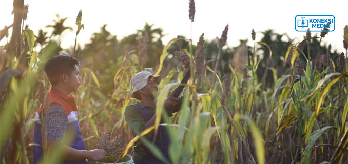 Kementan Siapkan 5.000 Hektare Lahan untuk Uji Coba Tanam Sorgum