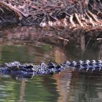 Viral Buaya Jumbo di Sawah Bekasi, Proses Penangkapan Penuh Tantangan
