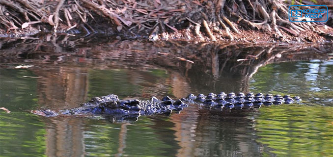 Viral Buaya Jumbo di Sawah Bekasi, Proses Penangkapan Penuh Tantangan