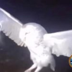 Viral Tembak Burung Hantu di Belu NTT, Polisi Tangkap Seorang Wanita