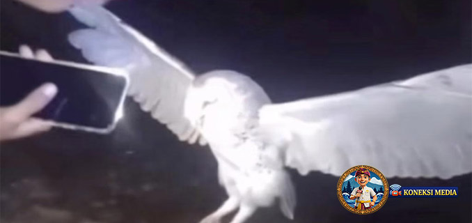 Viral Tembak Burung Hantu di Belu NTT, Polisi Tangkap Seorang Wanita